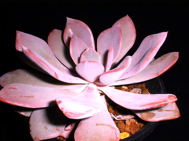 graptoveria_debbi.jpg