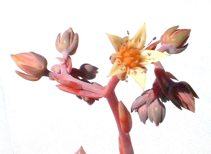 graptoveria_douglashus_flow.jpg