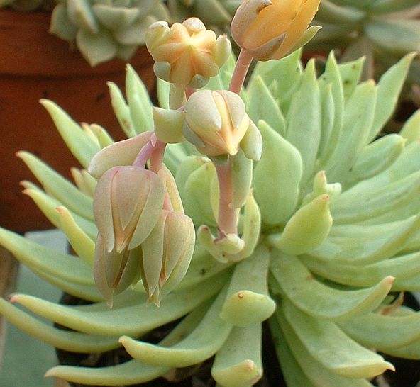 Graptoveria_Fanfare_fleurs_05_octobre_2004.jpg