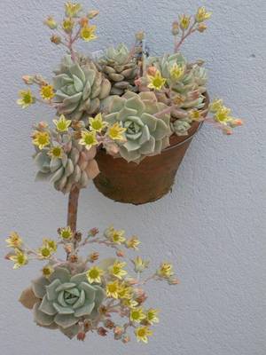 Graptoveria_titubans.jpg