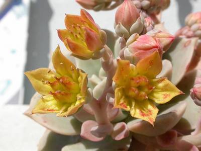 Graptoveria_titubans_flor.jpg