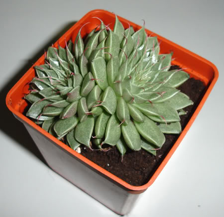 graptoveriasilverstar02_2008.jpg