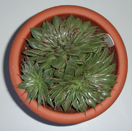 graptoveriasilverstar08_2008.jpg