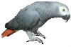 grau2.gif