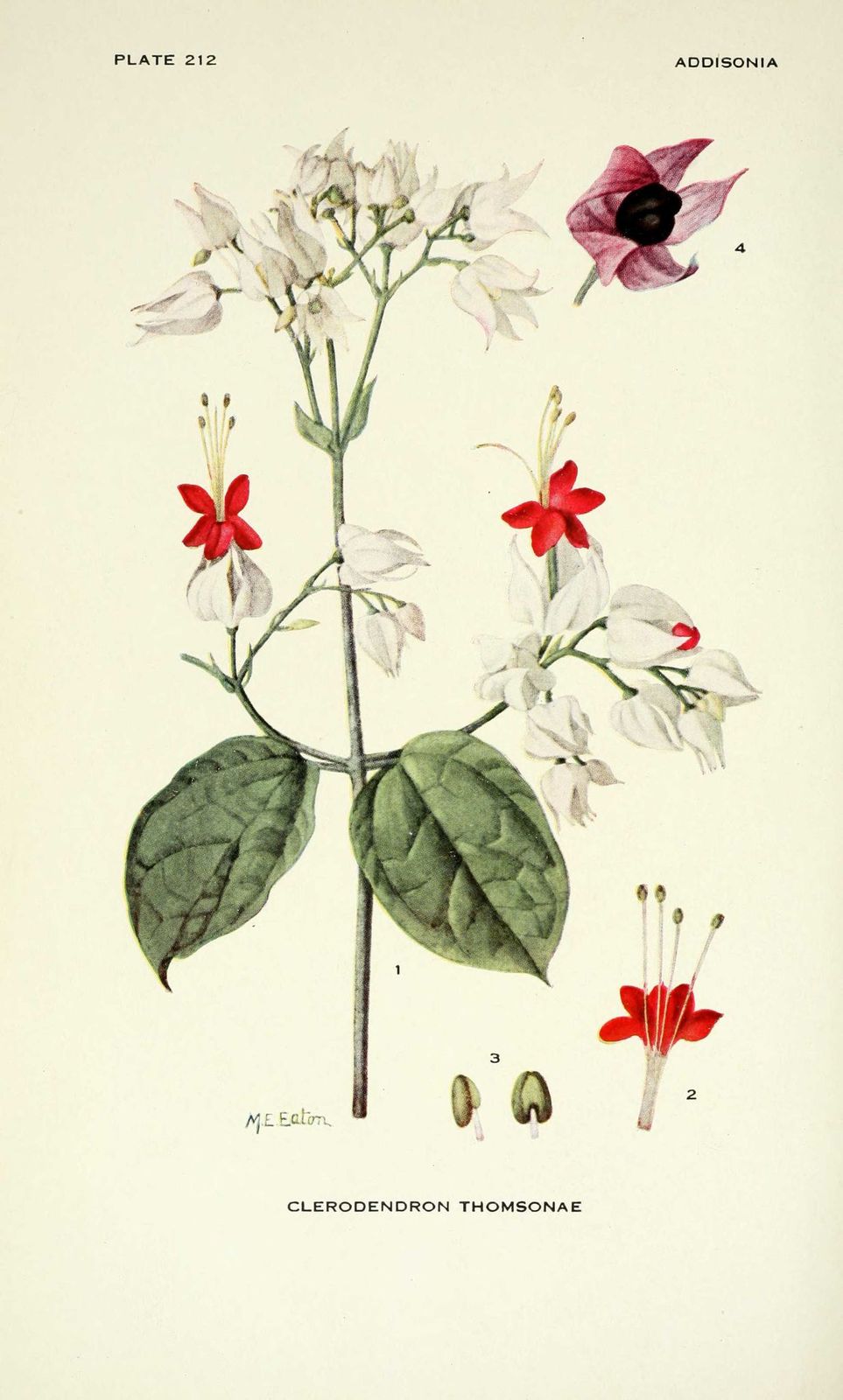 gravures_fleurs_Additiona_-_clerodendron_thomsonae_de_thomson.jpg