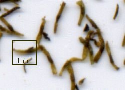 grbinata.jpg