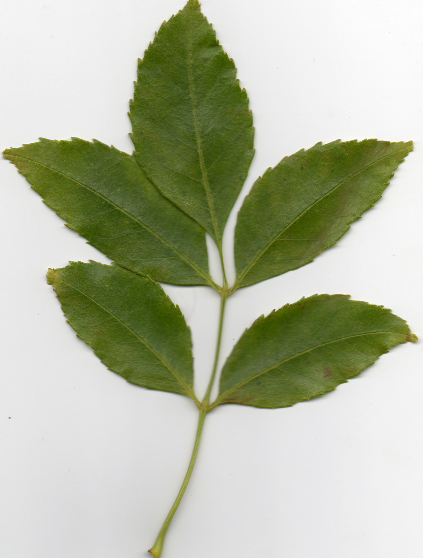 green-ash-fraxinus-pennsylvanica.jpg