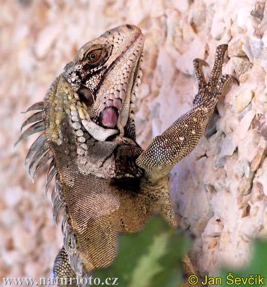 green-iguana--iguana-iguana.jpg