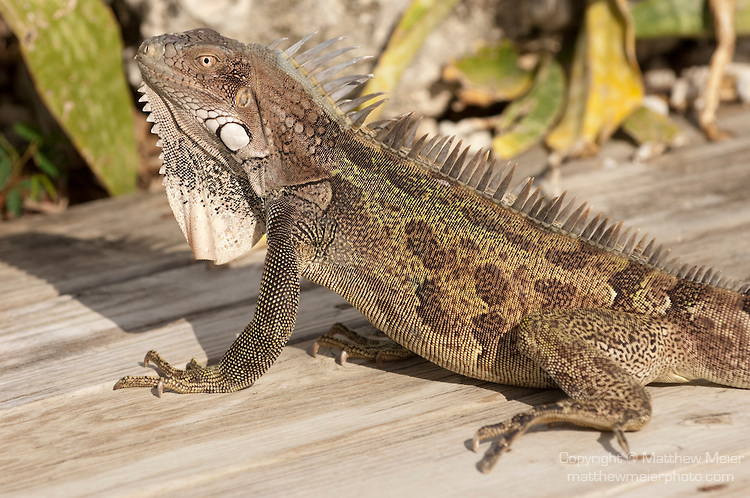 green-iguana-photo-014318.jpg
