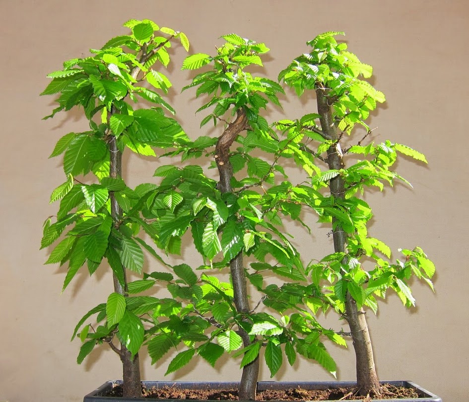 green.jpg