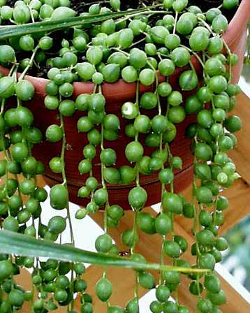 green-neckless.jpg