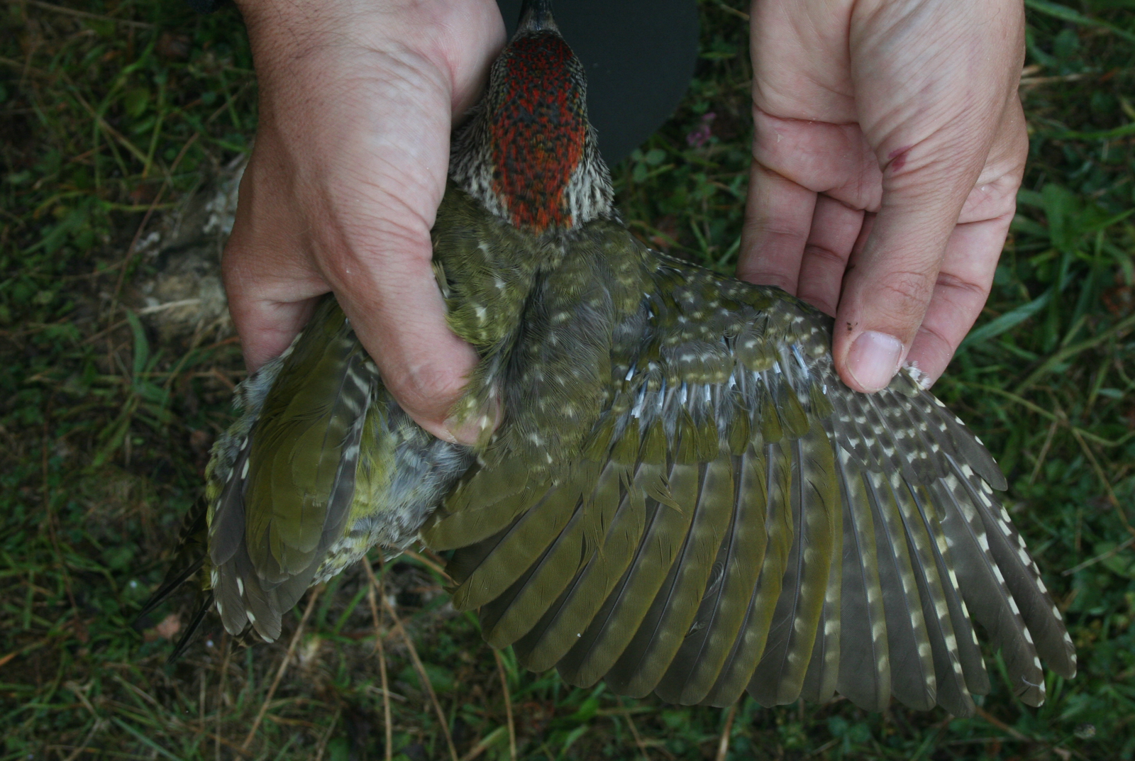 green-woodpecker-wing.png