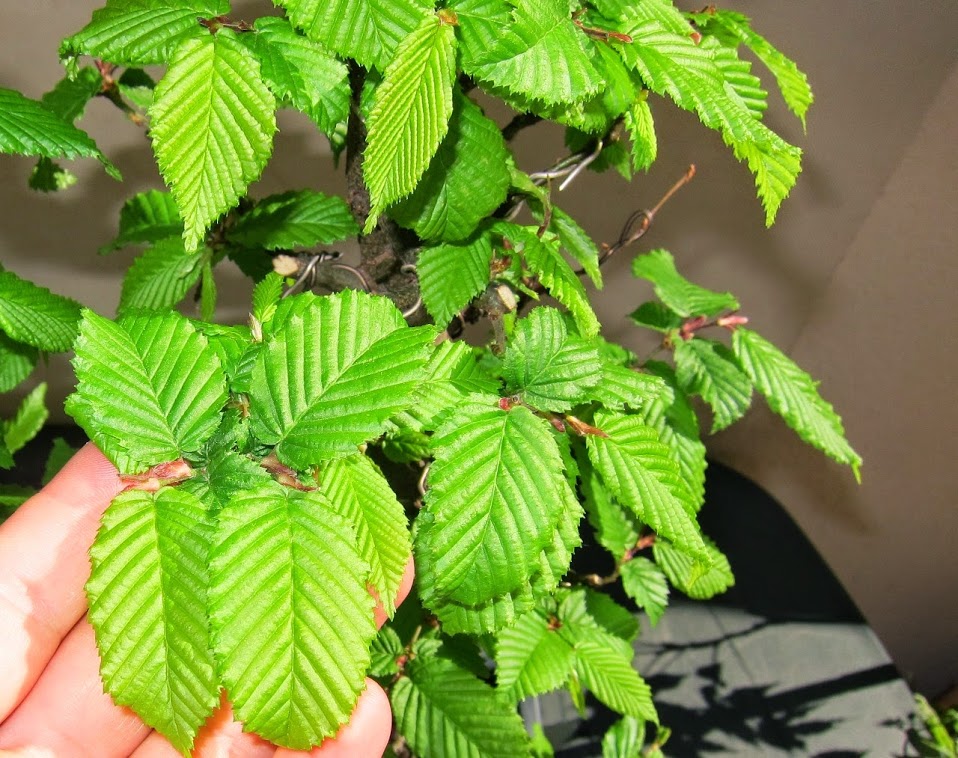 green1.jpg