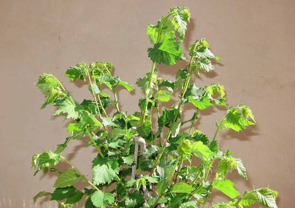 green11.jpg