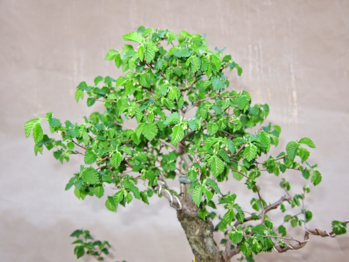 green14.jpg