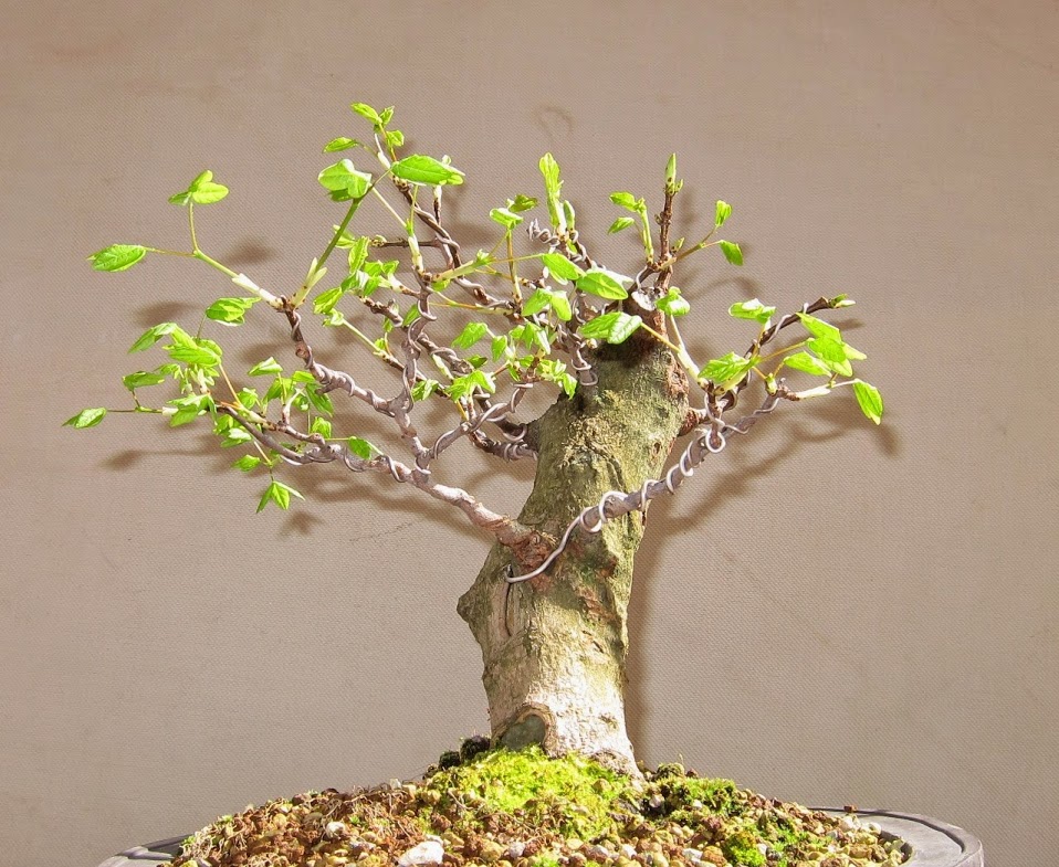 green16.jpg