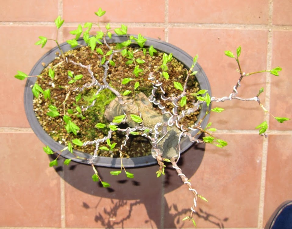 green17.jpg