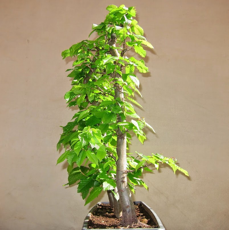 green2.jpg