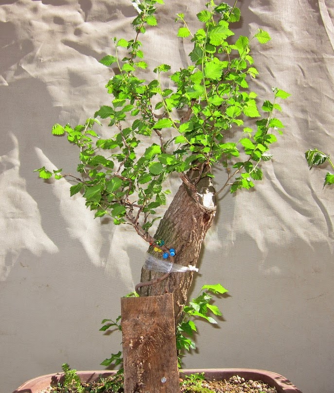 green25.jpg
