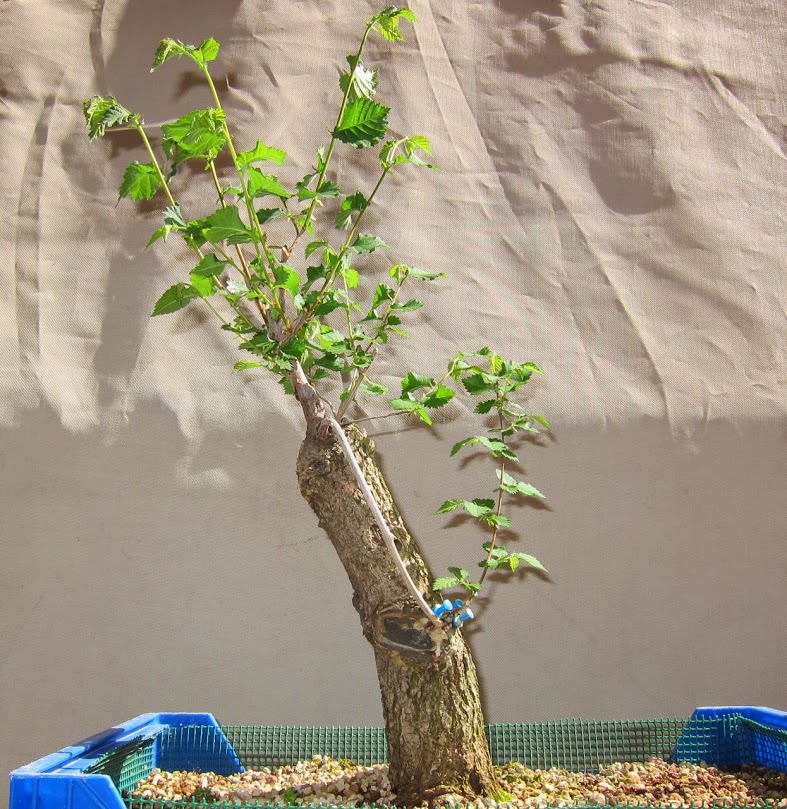 green29.jpg