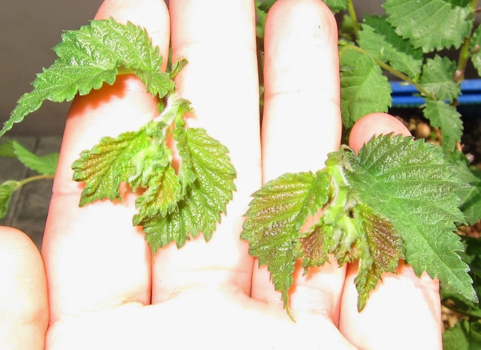 green35.jpg