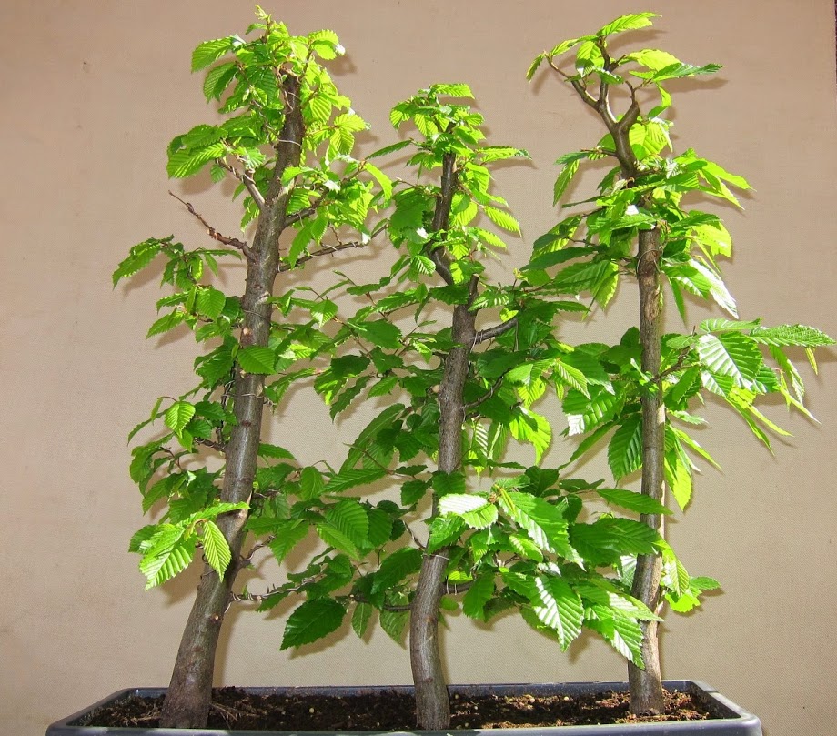 green4.jpg
