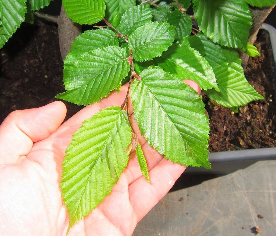 green5.jpg