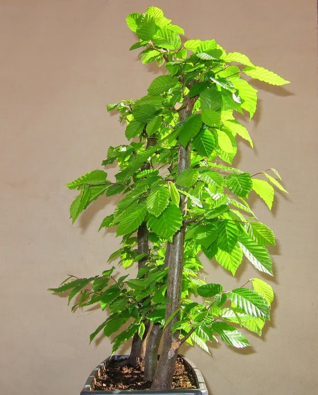 green6.jpg