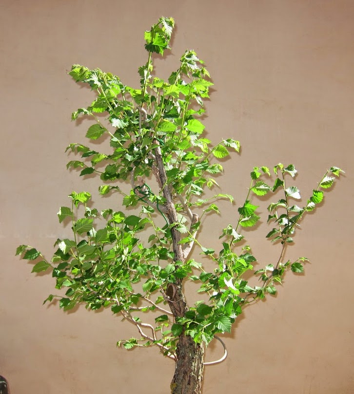 green7.jpg