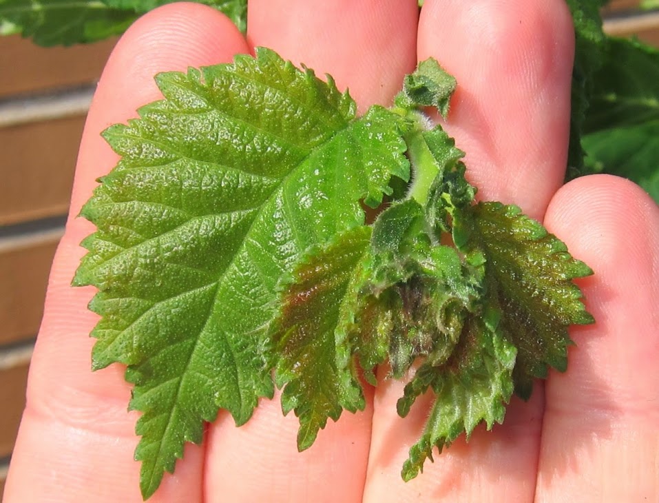 green8.jpg