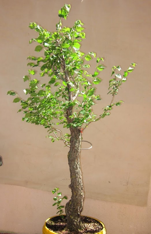 green9.jpg