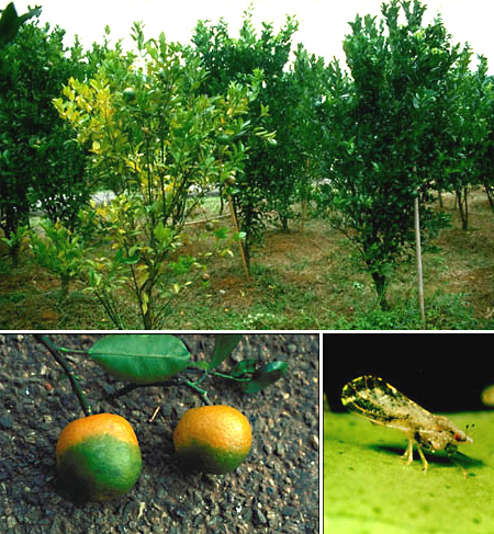 greening.jpg
