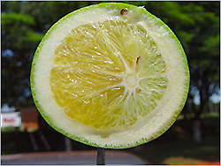 greennig1.jpg
