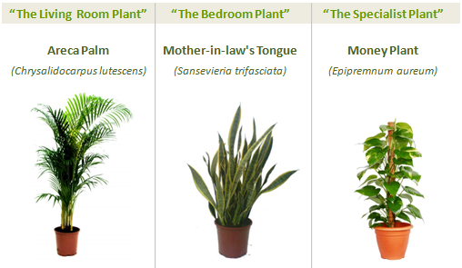 greenspaces-three-plants1.png
