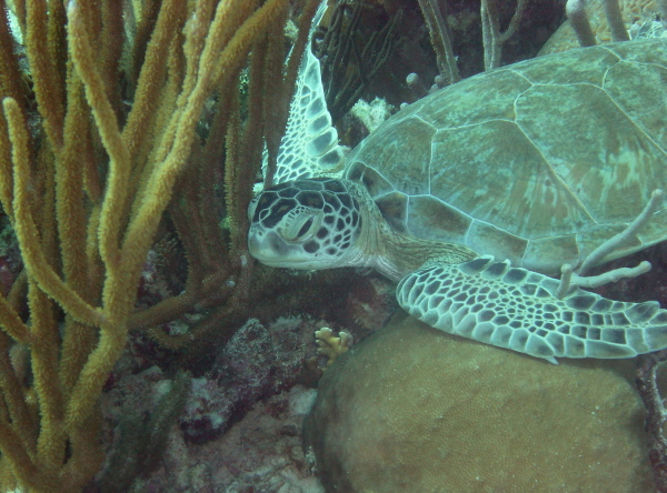 greenturtle_wilkerson.jpg