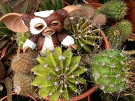 gremlin-cactus.jpg