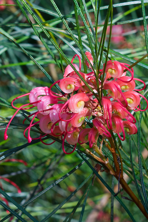 Grenvillea-johnsonii-38846.jpg