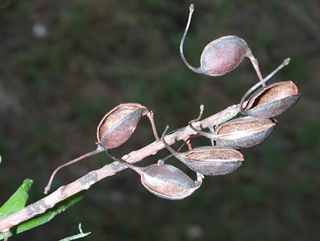 grevillea_robusta_fr.jpg