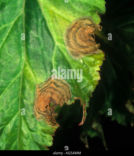 grey-mould-botrytis-cinerea-target-like-leaf-spot-on-begonia-ag54mm.jpg