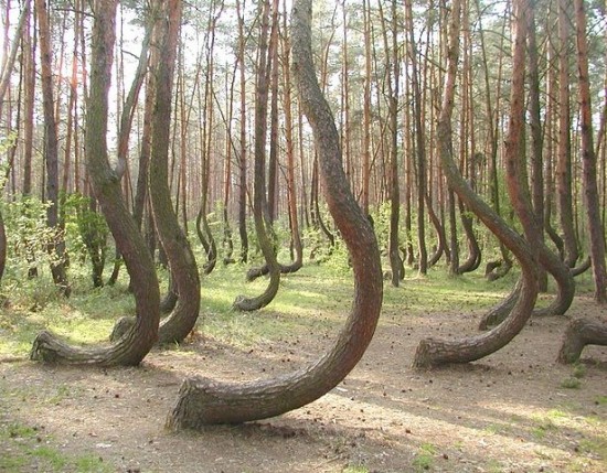 Grifino-forest-of-Poland-550x429.jpg