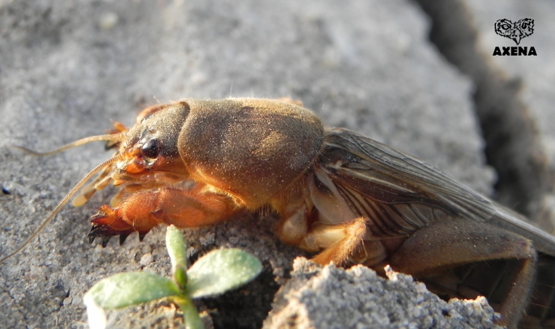 grillo-topo-de-lado.jpg