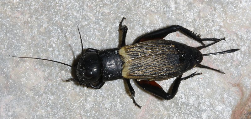 Grillo_2662.jpg