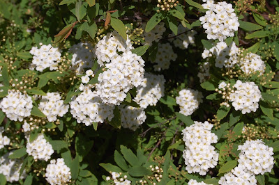 Grinalda-de-noiva+-+coroa-nupcial+Spiraea++cantonensis++Lour+(2).JPG