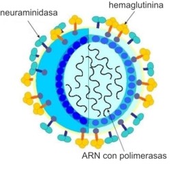 gripe_virus.jpg