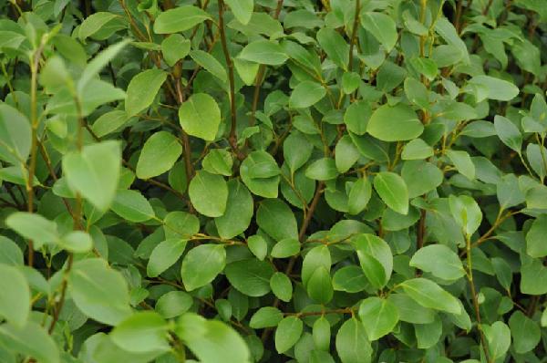 griselinia.jpg