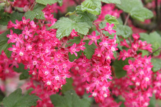 Grosellero_de_invierno_Ribes_sanguineum.jpg