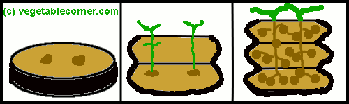growing-potatoes-in-tires.gif