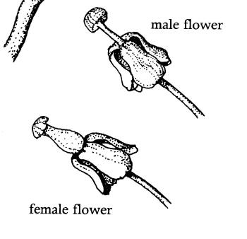 growingcps_nepenthes_flower_male_and_female.jpg