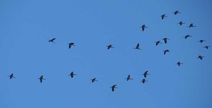 grullas12_051107.jpg