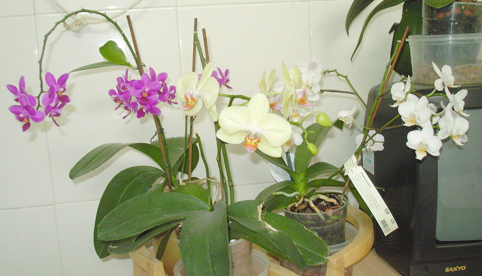 grupo%20phals.jpg